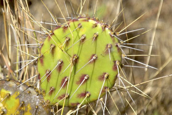cactus sirenasurflodge