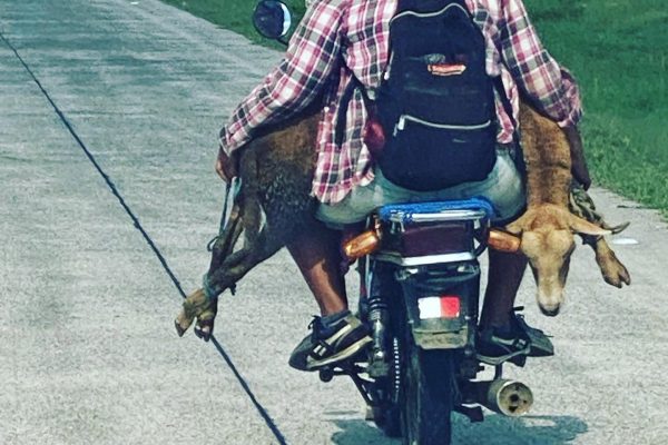 goat on a bike