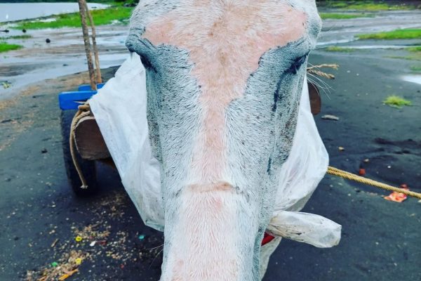 horsehead