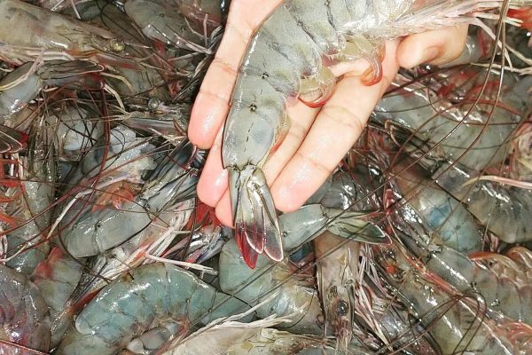 jumbo prawn