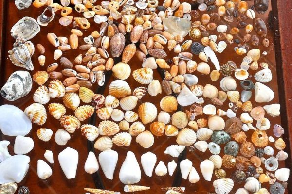 seashells