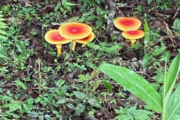 shrooms