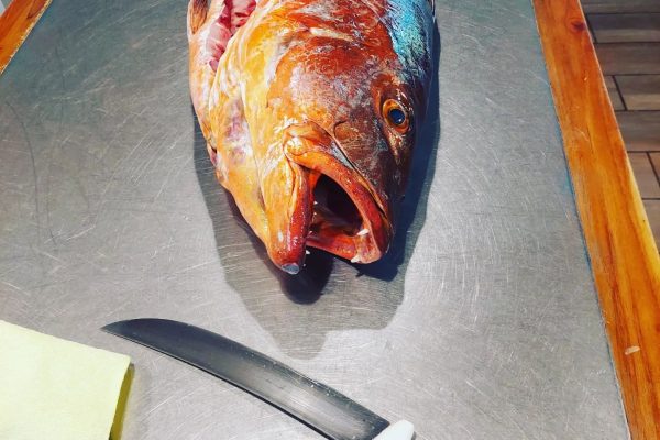 snapper